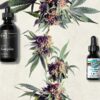 dispatches recovery cbd oils h 1024x614 1