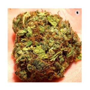 JWNBudsRUsGorillaGlue4 5
